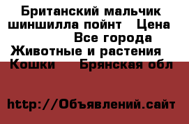 Британский мальчик шиншилла-пойнт › Цена ­ 5 000 - Все города Животные и растения » Кошки   . Брянская обл.